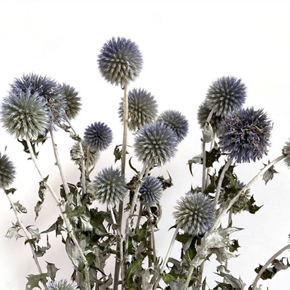 Dried Flower Blue Planet Home Decoration Dried Flowers Bouquet Photography Props