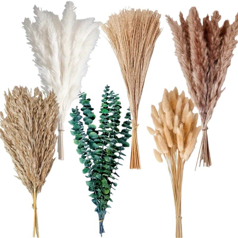Rabbit Tail Grass Dried Flower Eternal Flower