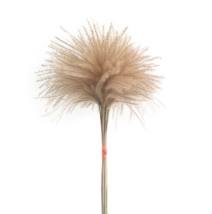 Reed Dried Flower Bouquet Decoration Material