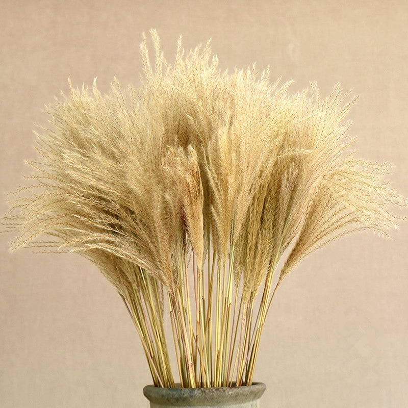Reed Dried Flower Bouquet Decoration Material