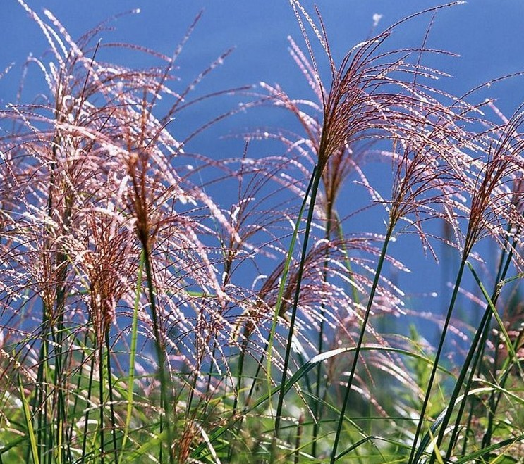 Reed Dried Flower Bouquet Decoration Material