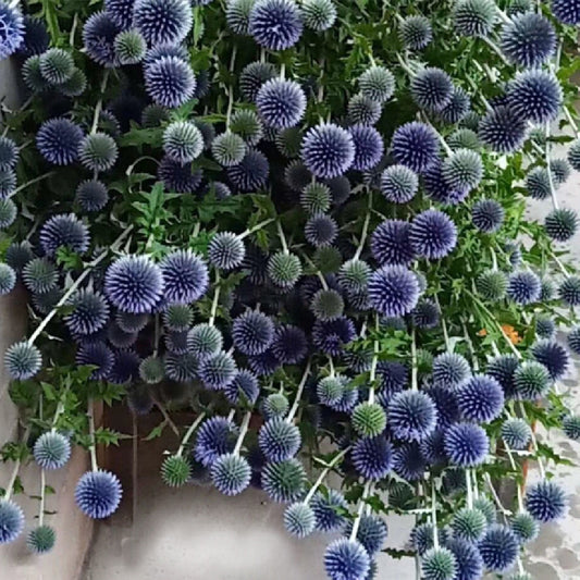 Dried Flower Blue Planet Home Decoration Dried Flowers Bouquet Photography Props