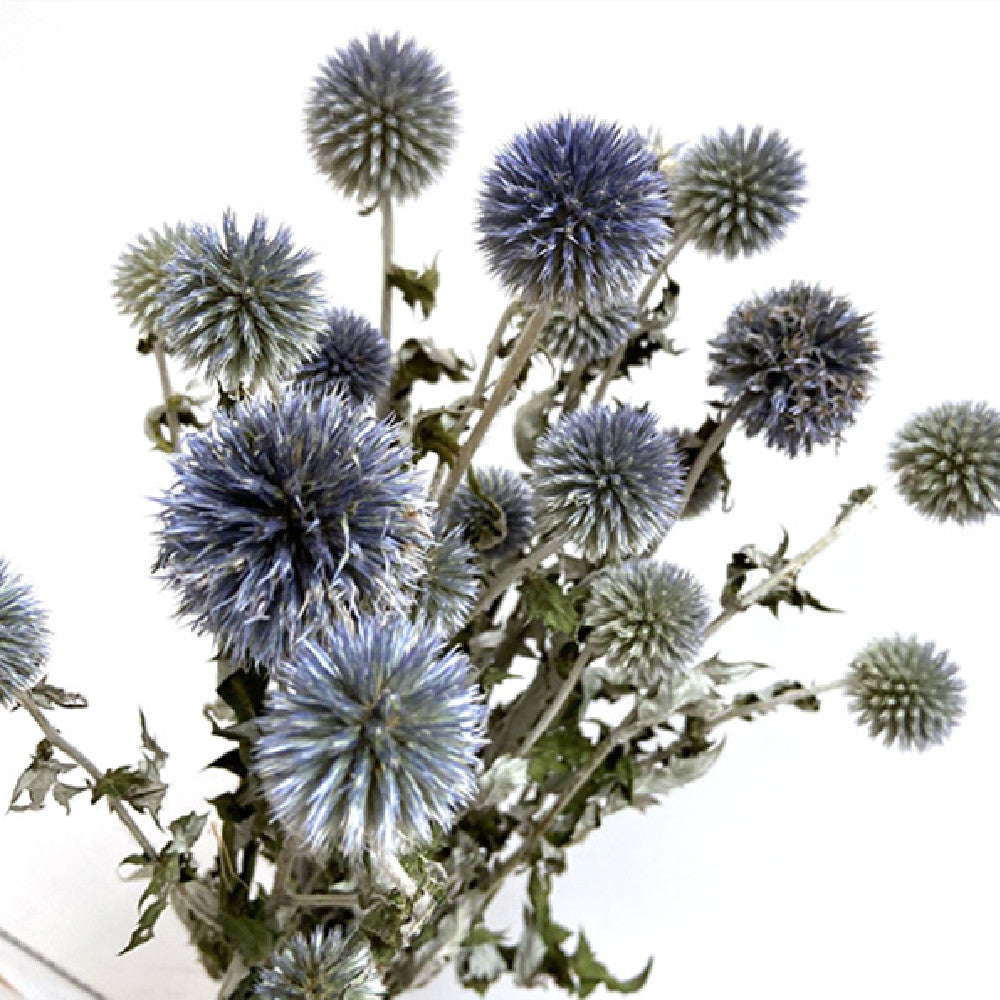 Dried Flower Blue Planet Home Decoration Dried Flowers Bouquet Photography Props